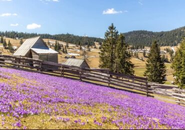 У високогір’ї Карпат почали квітнути шафрани