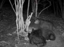 На Закарпатті фотопастка зафіксувала ведмежу родину