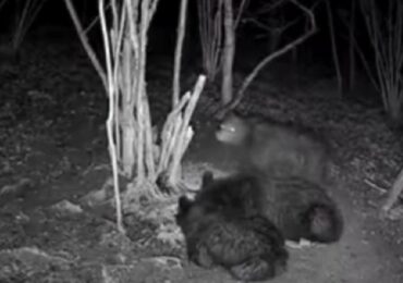 На Закарпатті фотопастка зафіксувала ведмежу родину