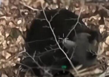 На Закарпатті прикордонники зафіксували ведмедя у барлозі