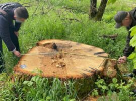 На Закарпатті посадовців лісництва викрили на незаконній вирубці лісу на понад 1,5 млн грн