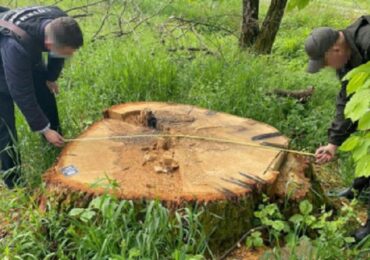 На Закарпатті посадовців лісництва викрили на незаконній вирубці лісу на понад 1,5 млн грн