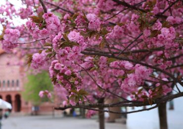 «Сакура Фест» в Ужгороді: повна програма святкувань 17–19 квітня