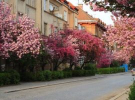 В Ужгороді зафіксували температурний рекорд 27 квітня