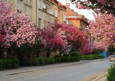 В Ужгороді зафіксували температурний рекорд 27 квітня