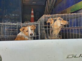 У Мукачеві у нові родини прилаштували двох собак