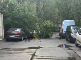 В Ужгороді вітер повалив дерево на автомобіль