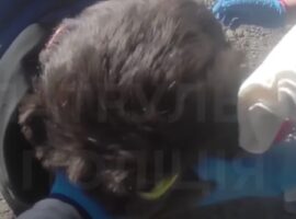 Патрульні в передмісті Ужгорода врятували чоловіка з травмою голови