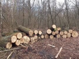 ДП «Ліси України» має сплатити понад 1,2 млн грн за незаконну рубку на Тячівщині