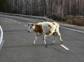 На Тячівщині після зіткнення з коровою загинув 43-річний мотоцикліст