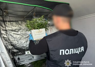 На Закарпатті вилучили понад пів кіло канабісу та 246 кущів конопель