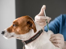 У Мукачівській громаді проведуть безкоштовну вакцинацію домашніх тварин проти сказу