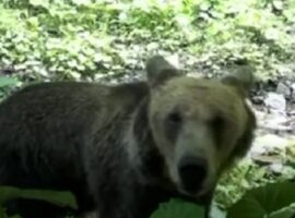 На кордоні з Румунією фотопастка зафіксувала допитливого ведмедя