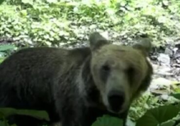 На кордоні з Румунією фотопастка зафіксувала допитливого ведмедя