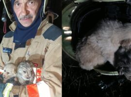 На Тячівщині під час пожежі врятували трьох цуценят
